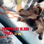 Baby Bear Trapped at 16,500 Feet… What Happened Next Was Incredible 🐻😱❤️