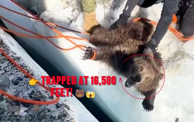 Baby Bear Trapped at 16,500 Feet… What Happened Next Was Incredible 🐻😱❤️