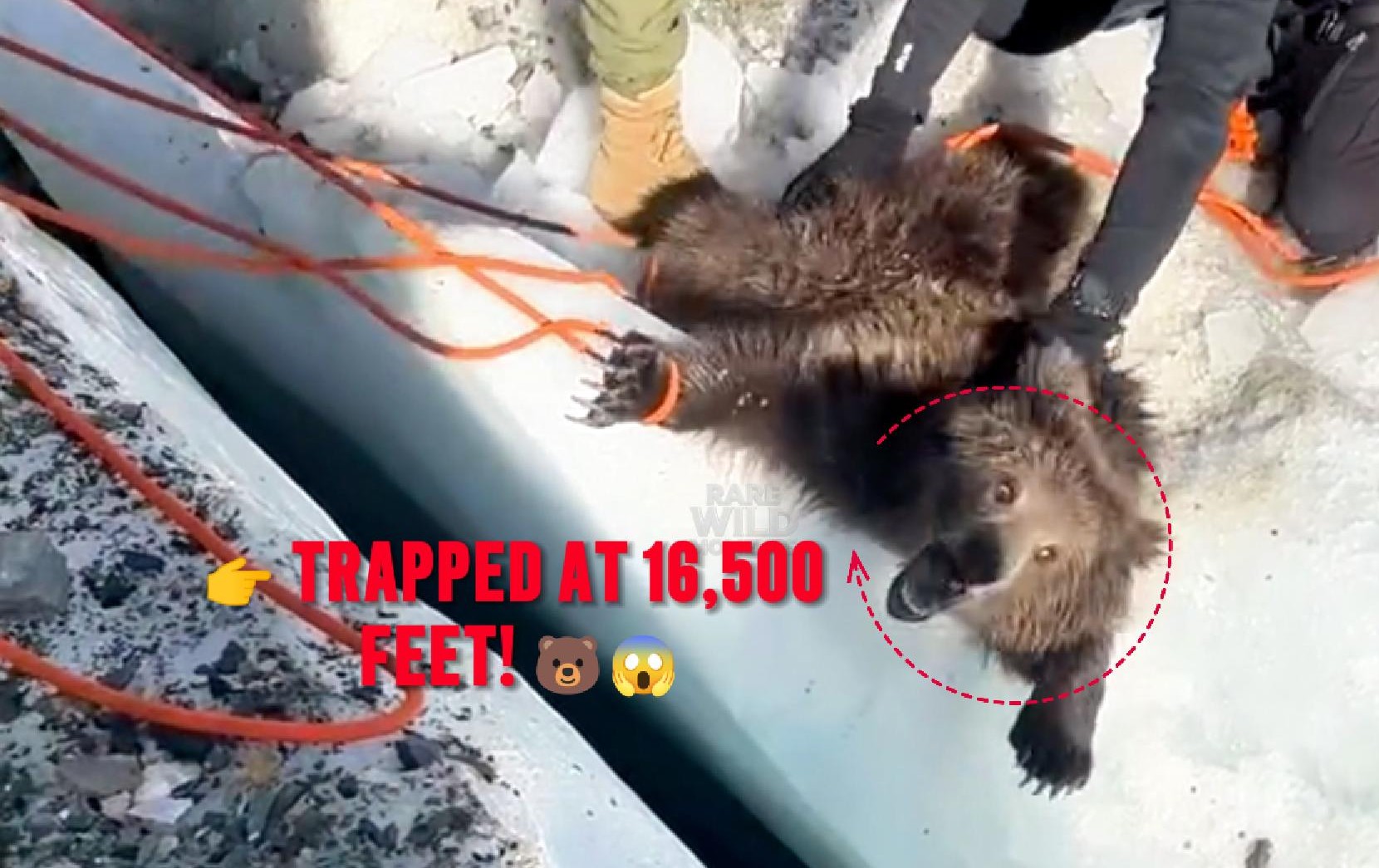 Baby Bear Trapped at 16,500 Feet… What Happened Next Was Incredible 🐻😱❤️