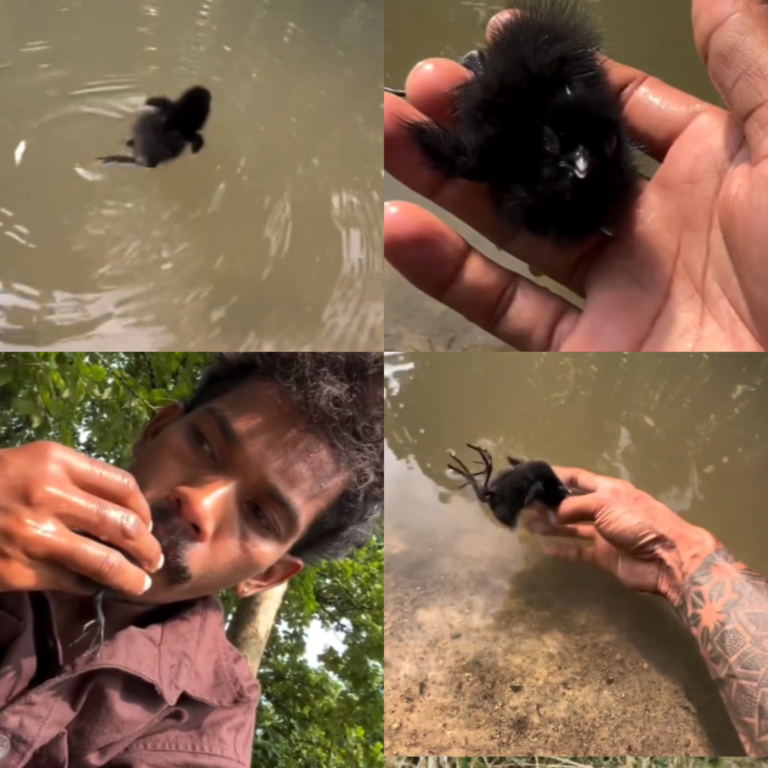 A Tiny Water Bird Gets a Second Chance After a Life-Threatening Rescue 🐦❤️
