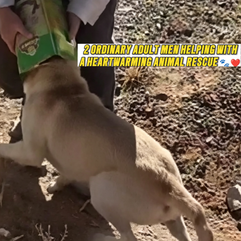 2 ordinary adult men helping with a Heartwarming Animal Rescue 🐾❤️